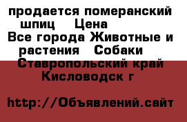 продается померанский шпиц  › Цена ­ 35 000 - Все города Животные и растения » Собаки   . Ставропольский край,Кисловодск г.